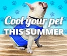 Cool your pet this summer
