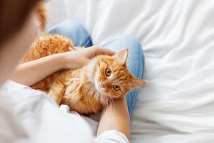 Online Cat and Kitten Care Course - CPD Certified