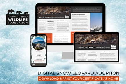 Snow Leopard Adoption - Digital Pack - Support Conservation - David Shepherd Wildlife Foundation