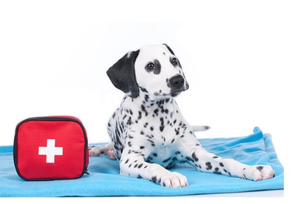 CPD Certified Pet First Aid & CPR Course