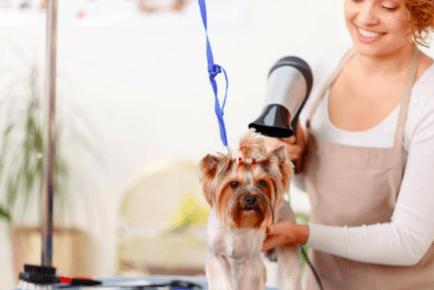 CPD Certified Animal Grooming Course