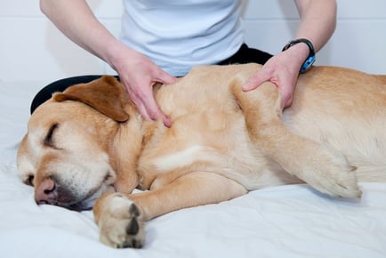 Online Animal Physical Therapy Course