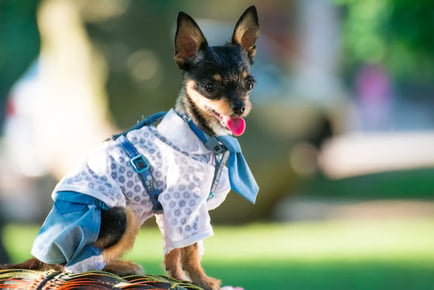 Pets Clothes & Crafts Course