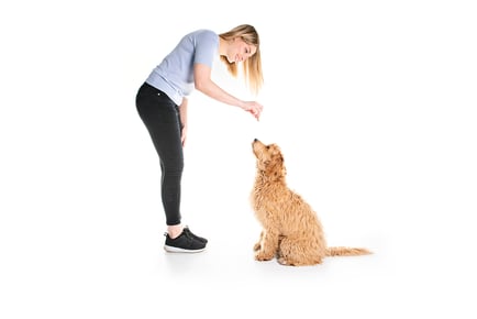 Online Dog Behaviour & Training Course - CPD Certified!