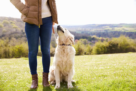 Online Dog Socialisation & Obedience Masterclass - CPD-Accredited Course!