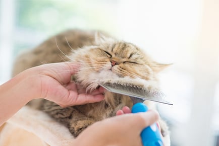 Essential Cat & Kitten Care - Online Course - ICOES Accredited