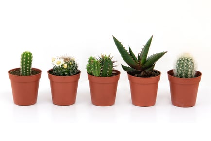 Cactus Collection - 2 Sizes!