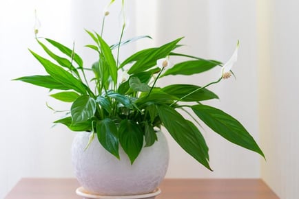 Air Purifying Houseplant Collection - 3 or 6 Plants!