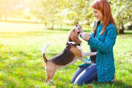 Dog Behaviour & Obedience Bundle - 3 Accredited Courses!