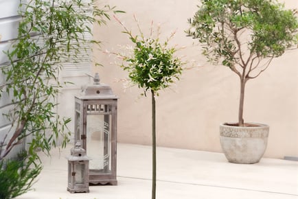 2 x Salix Flamingo Tree, Standard