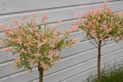 2 x Salix Flamingo Tree, Standard