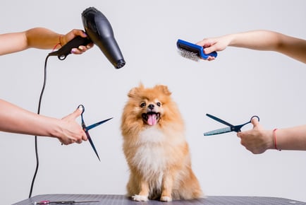 Online Dog Grooming, Bathing & First Aid Course