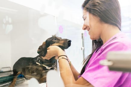 Online Veterinary Support Assistant Course