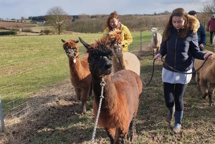 Alpaca Walk and Afternoon Tea for 1 or 2 - Charnwood Forest