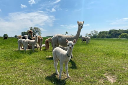 Baby Alpaca Feeding Experience for 1 or 2 - Charnwood Forest