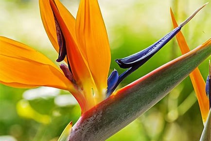 Strelitzia 'Bird of Paradise' - 1, 2 or 3 Plants