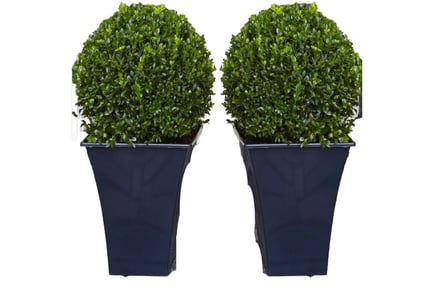 Topiary Buxus Plants with Contemporary Planters