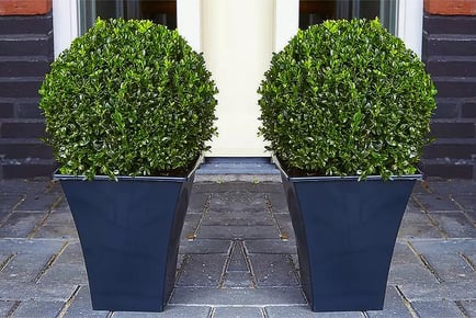 Topiary buxus plants x 2