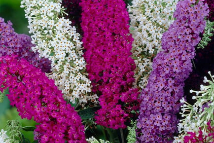 Buddleia tricolour butterfly bush x 4