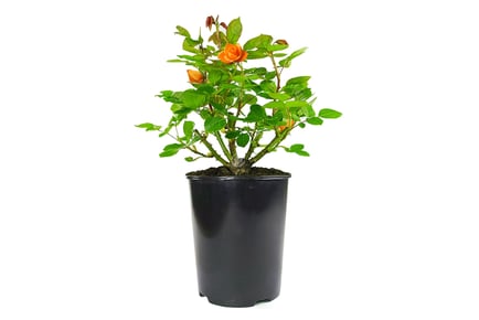 Potted Orange Roses - 1, 2 or 4 Plants!