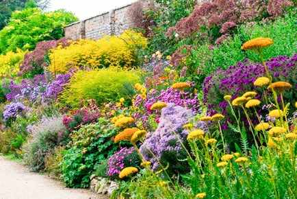 Colourful Mixed Hedge Shrubs - Set of 5!