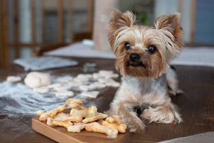 Fully Accredited Become a Doggy Dessert Chef Course