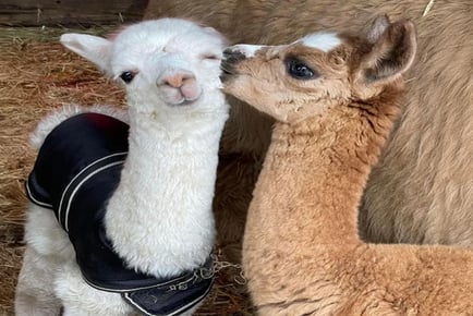 Alpaca Walking Experience For 1, 2 or 4 - Warrington