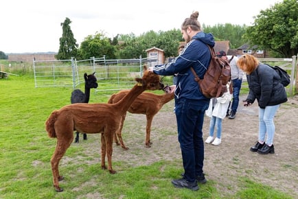 Alpaca Meet And Greet For 1 or 2 - One-Hour - Wolverhampton