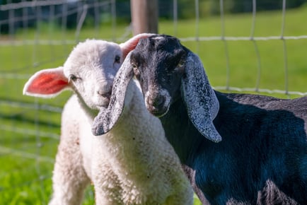 'Meet the Pygmy Goats' Experience, Farm Entry and Cream Tea