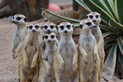 Meerkat Experience For 2 - Weekends or Weekdays Hoo Zoo & Dinosaur World