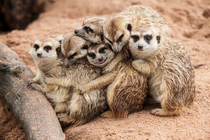 Hoo Zoo Exotic Animal Experience For 2 - Meerkats, Lemurs & More!