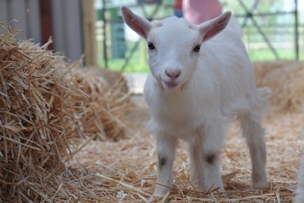 60-Minute Goat Walking Experience for 2 - Middle England Farm - Birmingham