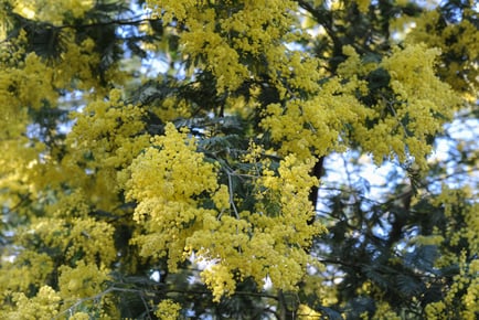 Mimosa Plants