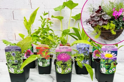 Premium Perennial Plant Set (8 Pack) or Pre Planted Hanging Basket Subscription - Lazy Flora
