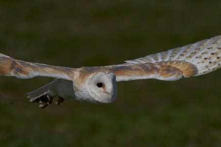 Half Day Falconry & Owl Experience - For 1 or 2