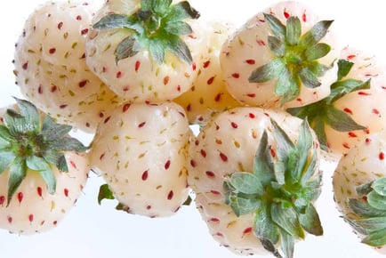 'Snow White' Anablanca Strawberries - 6 or 12 Plants