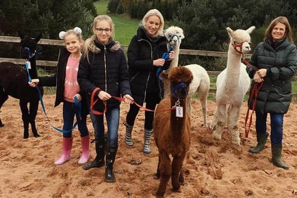 Alpaca Walk: 90 Minutes for 1, 2 or 4 - Includes Refreshments - Price Drop