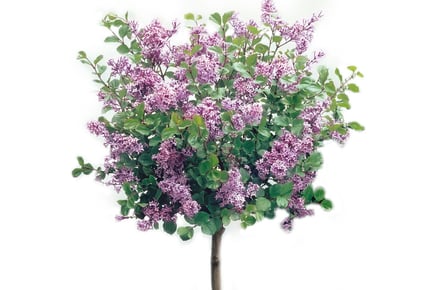 Dwarf Lilac 'Palibin' Standard Trees - 1 or 2