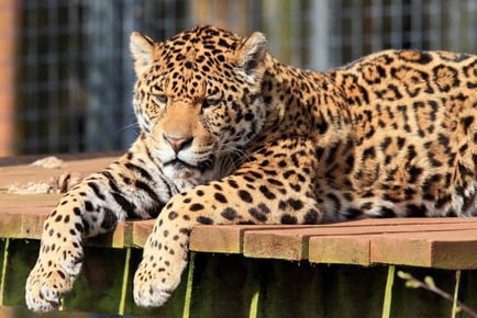 Big Cat Feeding Experience for 4 with Zoo Entry - Cumbria