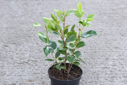 Camelia 'Tricolour' Potted Plant - 1 or 2