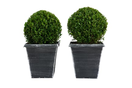 Drought Tolerant Buxus Sempervivum Ball - 1 or 2 with Optional Pot