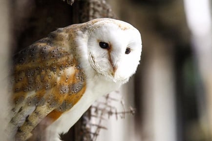 90-Minute Owl Experience for 1 or 2 - Shropshire Falconry