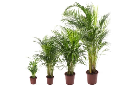 Areca Palm Large Indoor House Plant - 30cm - 140cm Sizes!