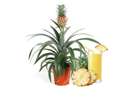 Potted Pineapple Plant