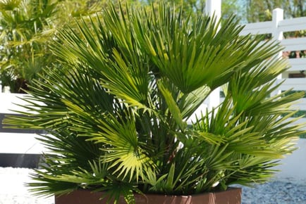 Chamaerops Humilis 'Vulcano' Dwarf Fan Palm Plant - 1 or 2!