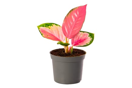 Red Chinese Evergreen 'Aglaonema' Potted Plant - 2 Sizes!