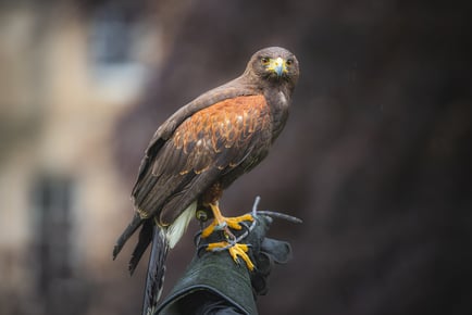 Talk & Tour at Hawksflight Falconry - Family Option