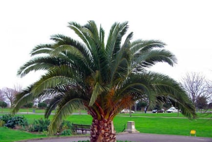 Giant XXL 5ft Canary Island Date Palm Tree