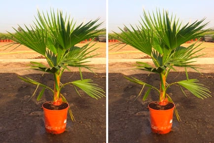 3-4ft Mexican Washingtonia Robusta fan palm plants x 2