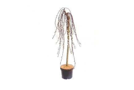 Kilmarnock Weeping Pussy Willow Plant - Planter Upgrade